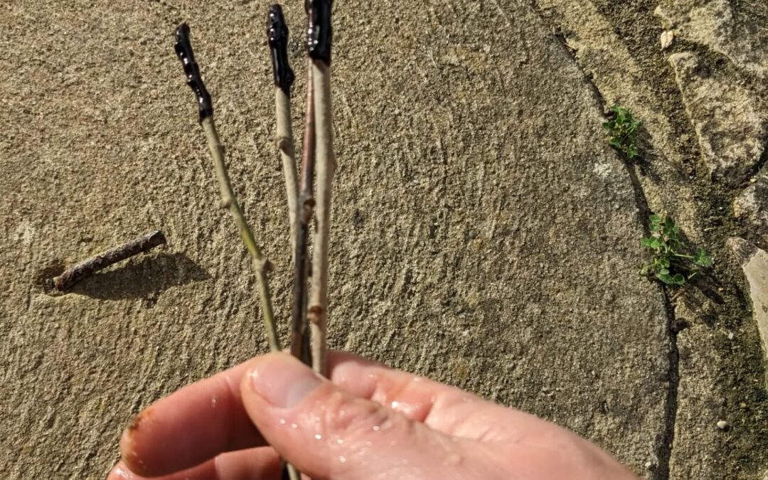 Planting some common lime tree (tília/ Tília Europaea) cuttings. It’s a long shot, but maybe it’ll work?
