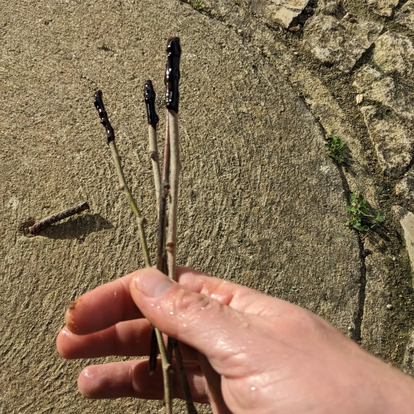 Planting some common lime tree (tília/ Tília Europaea) cuttings. It’s a long shot, but maybe it’ll work?