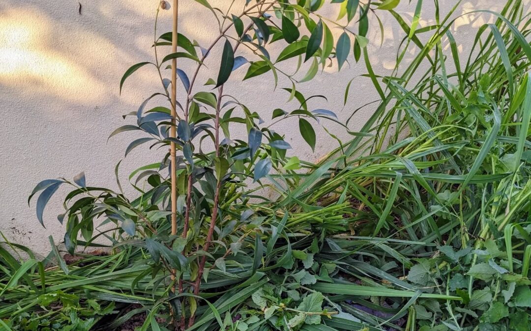 #planting a couple #lillypilly along the north fence