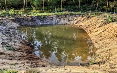 The south #pond with more water than ever. It’ll be interesting to watch how long it’ll hold, since the bottom is still all unsealed sand.