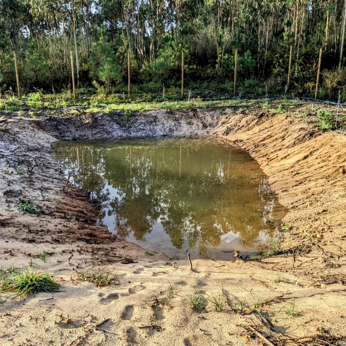 The south #pond with more water than ever. It’ll be interesting to watch how long it’ll hold, since the bottom is still all unsealed sand.