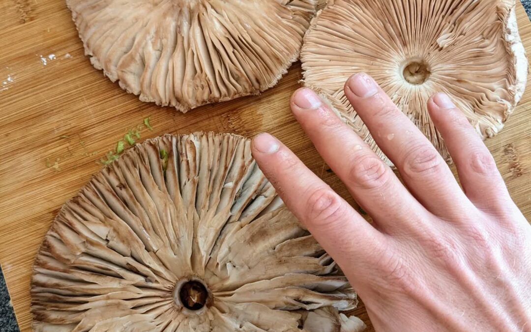 Wild #parasol #mushroom #harvest from the garden.