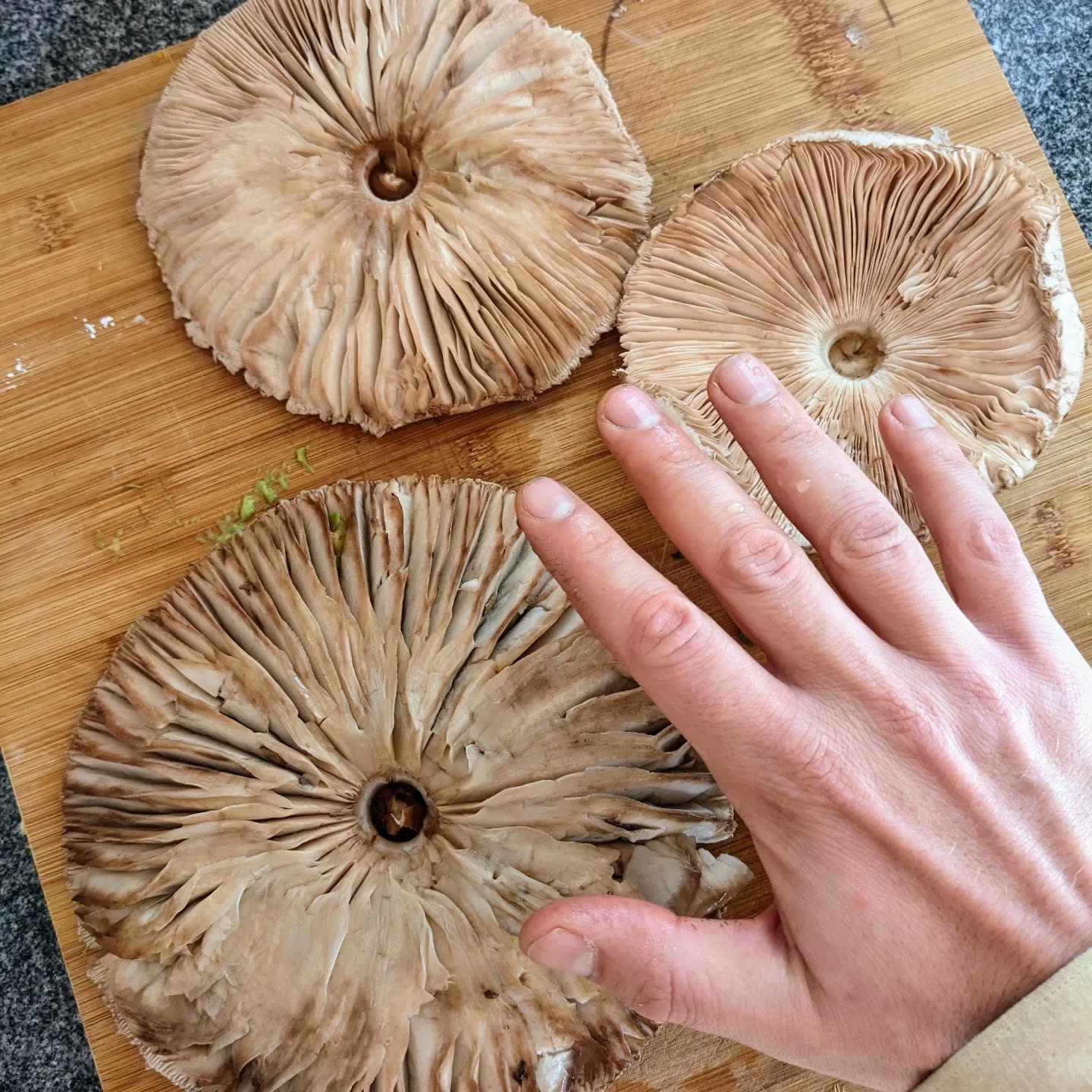Wild #parasol #mushroom #harvest from the garden.