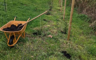 Fertilizing and mulching the east fence.