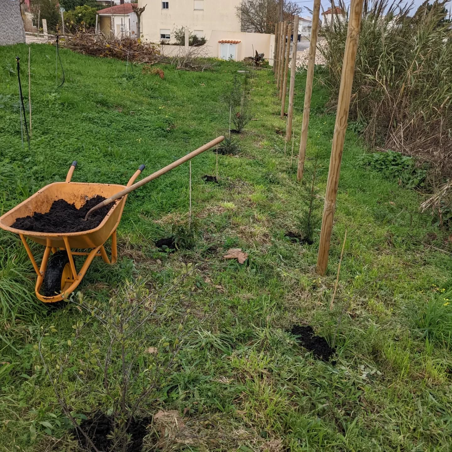 Fertilizing and mulching the east fence.