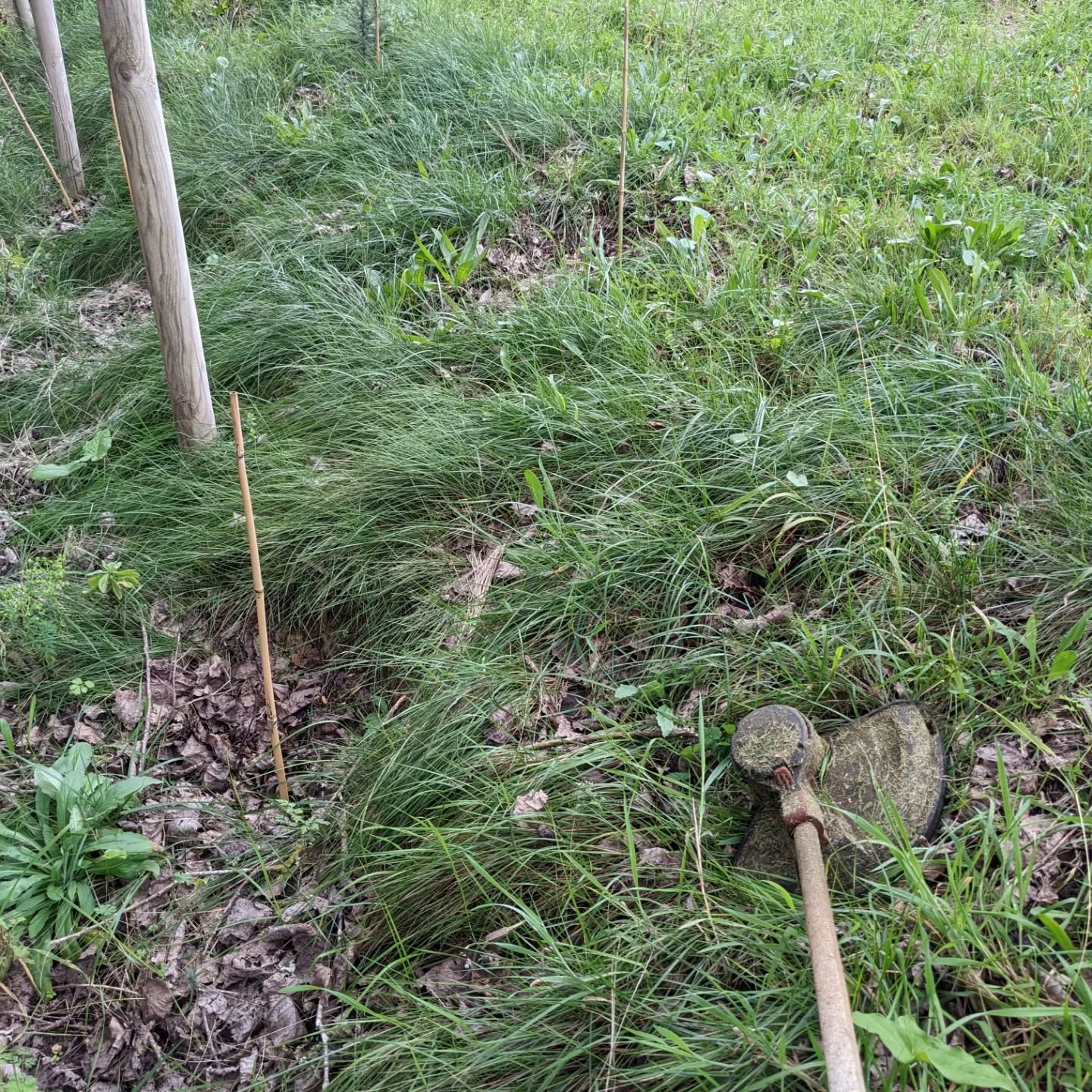 Cleaning along the east fence.