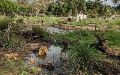 This spot between the west #pond and west #swale seems to be a seasonal pond. Added a couple rocks to make it cozy for any local fauna that decides to stop by.
