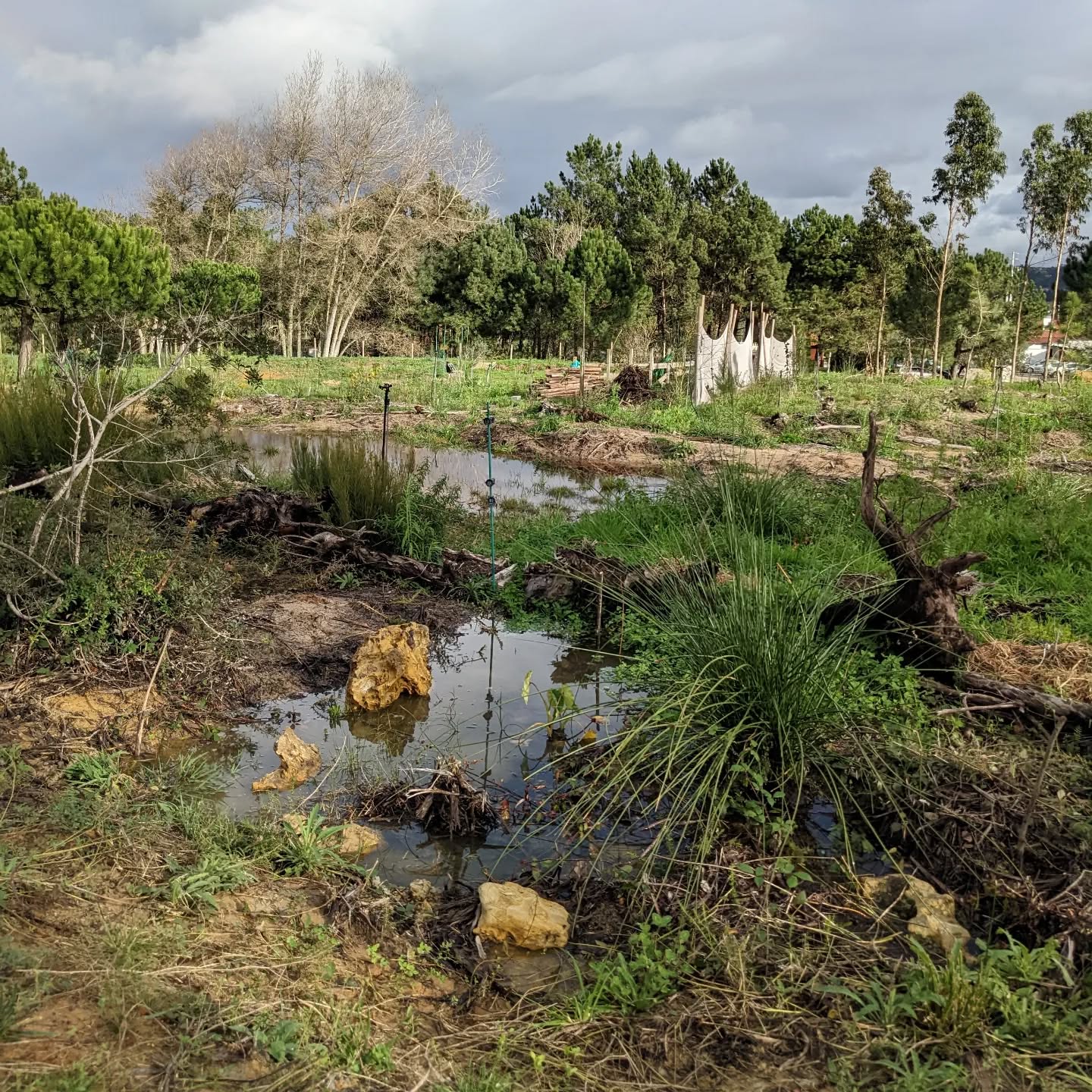 This spot between the west #pond and west #swale seems to be a seasonal pond. Added a couple rocks to make it cozy for any local fauna that decides to stop by.