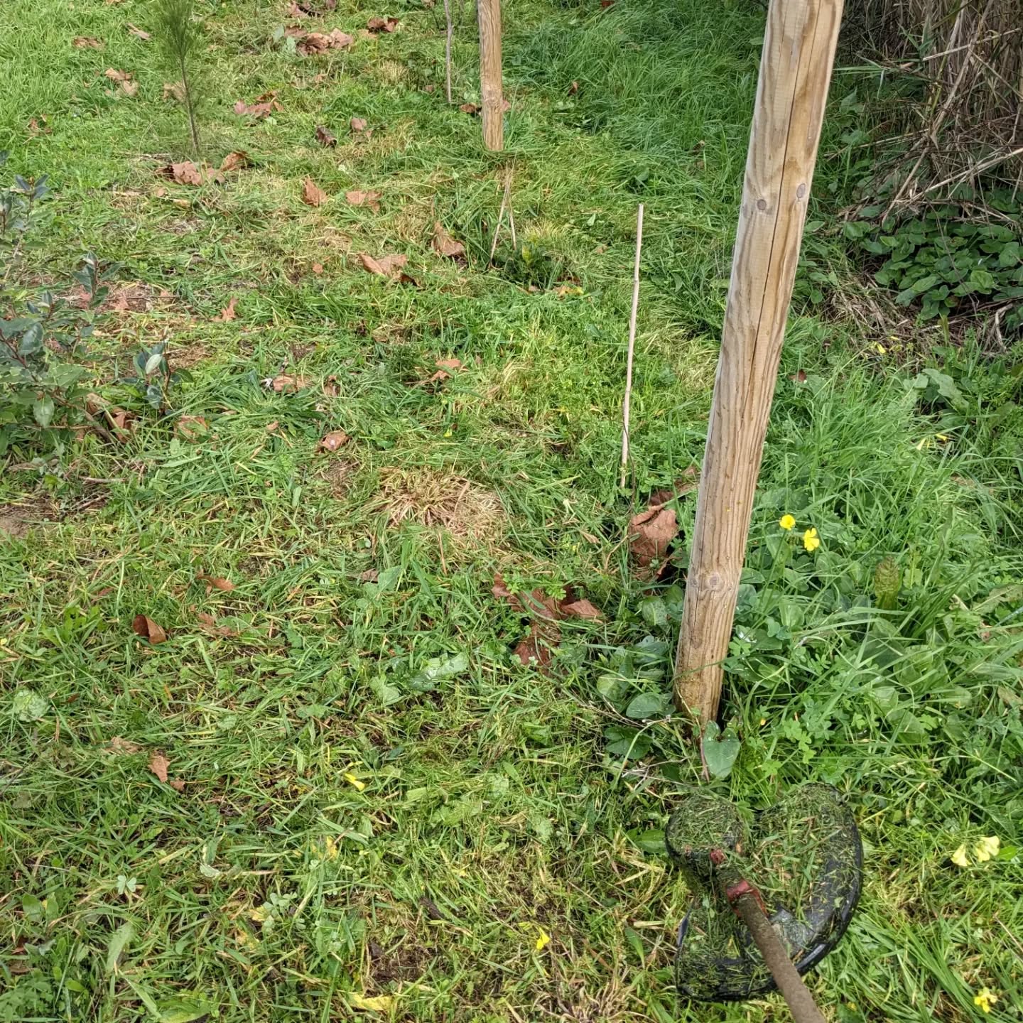 Cleaning along the east fence.