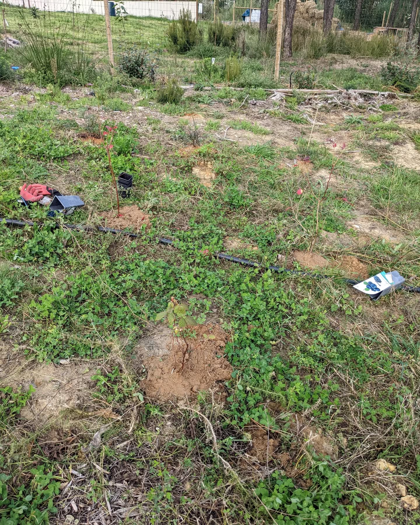 Planting berries near the social circle.