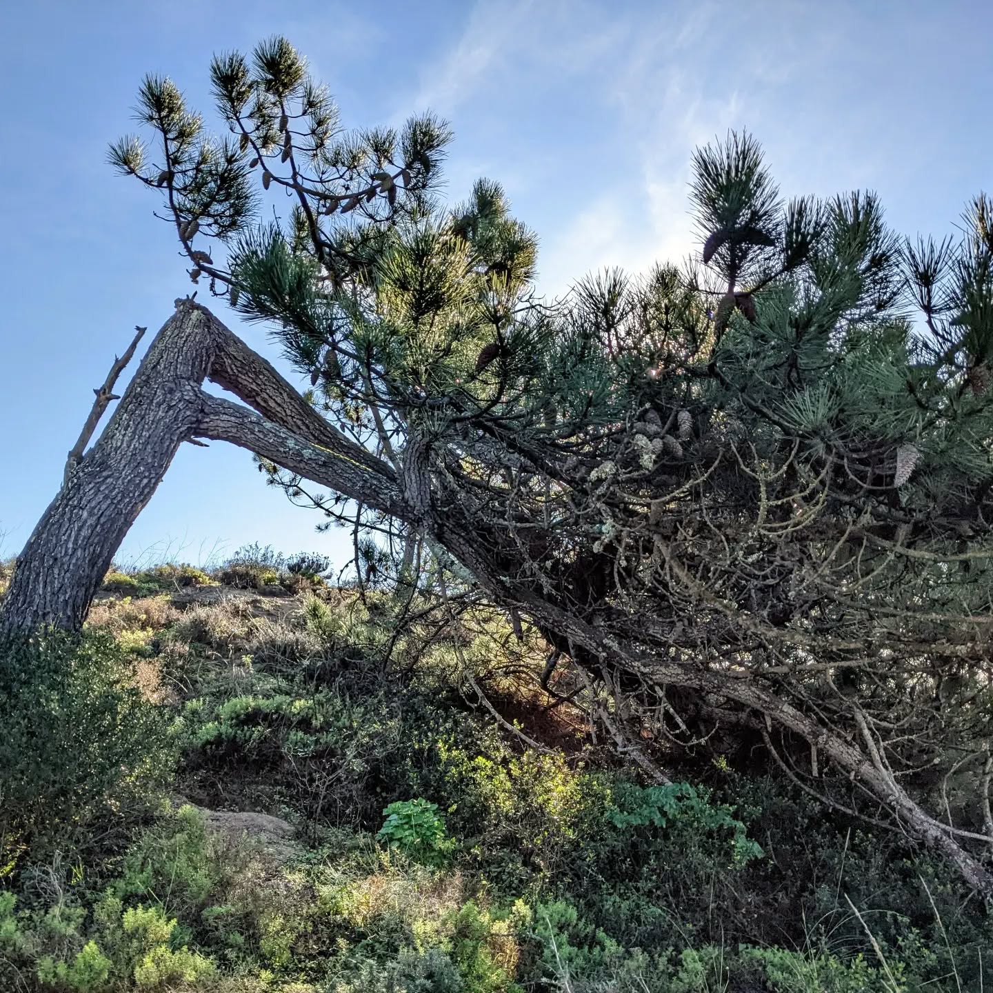 A maritime pine bowed down to the wind.