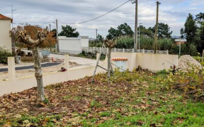 Thinned and pruned the #planetrees (#platano) along the north fence.