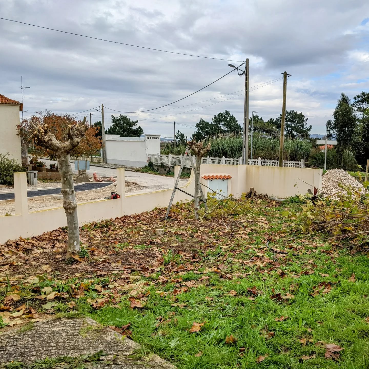 Thinned and pruned the #planetrees (#platano) along the north fence.