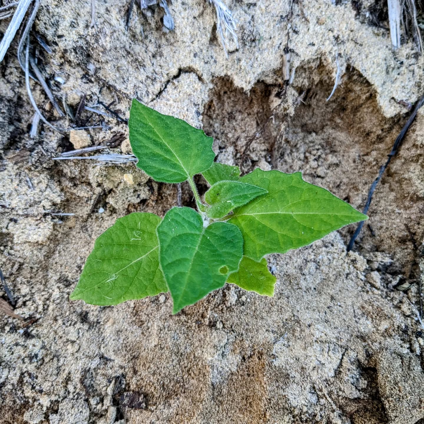 Planting #physalis seedlings around #zone3. The bush next to the house has been spawning these all over #zone1, so there’s a constant supply.