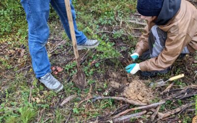 Our guests #planting replacement trees.