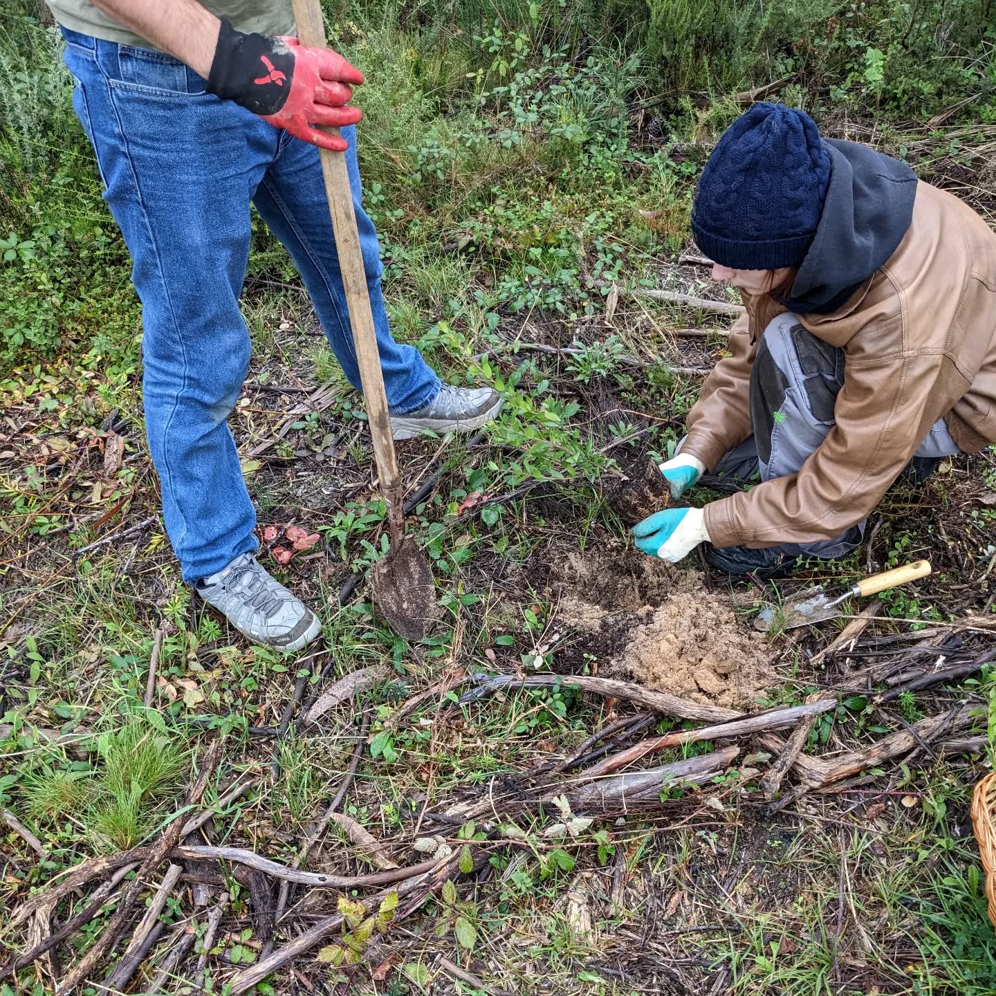 Our guests #planting replacement trees.