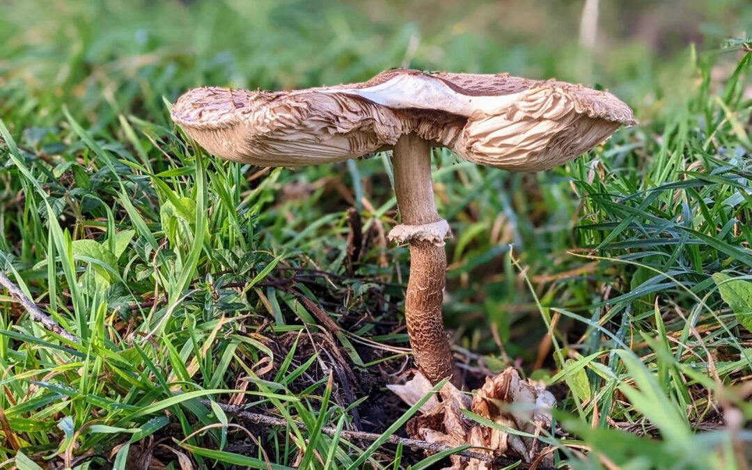 These huge mushrooms decided to pop up in our garden.