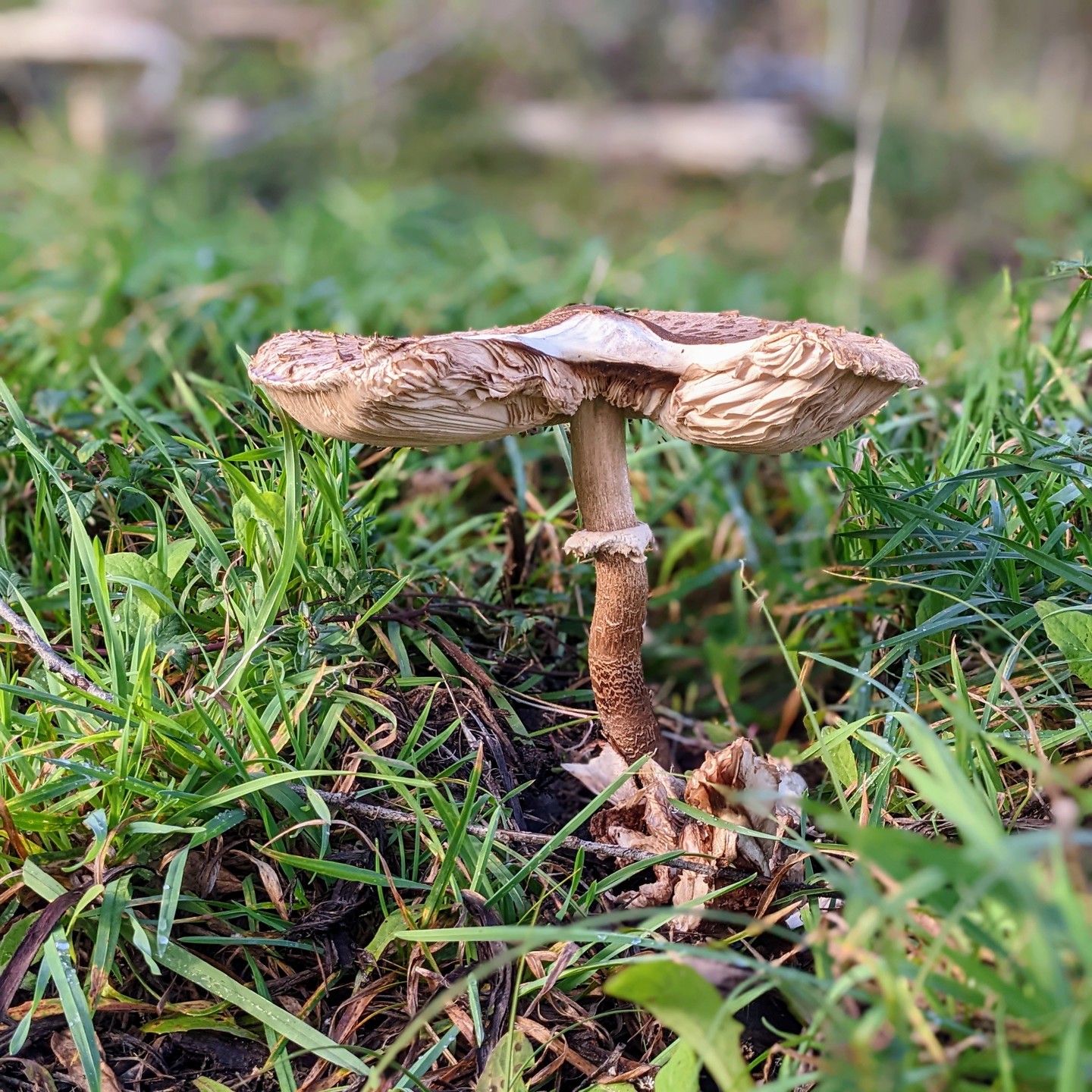 These huge mushrooms decided to pop up in our garden.