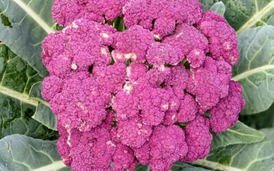 Purple is the colour.