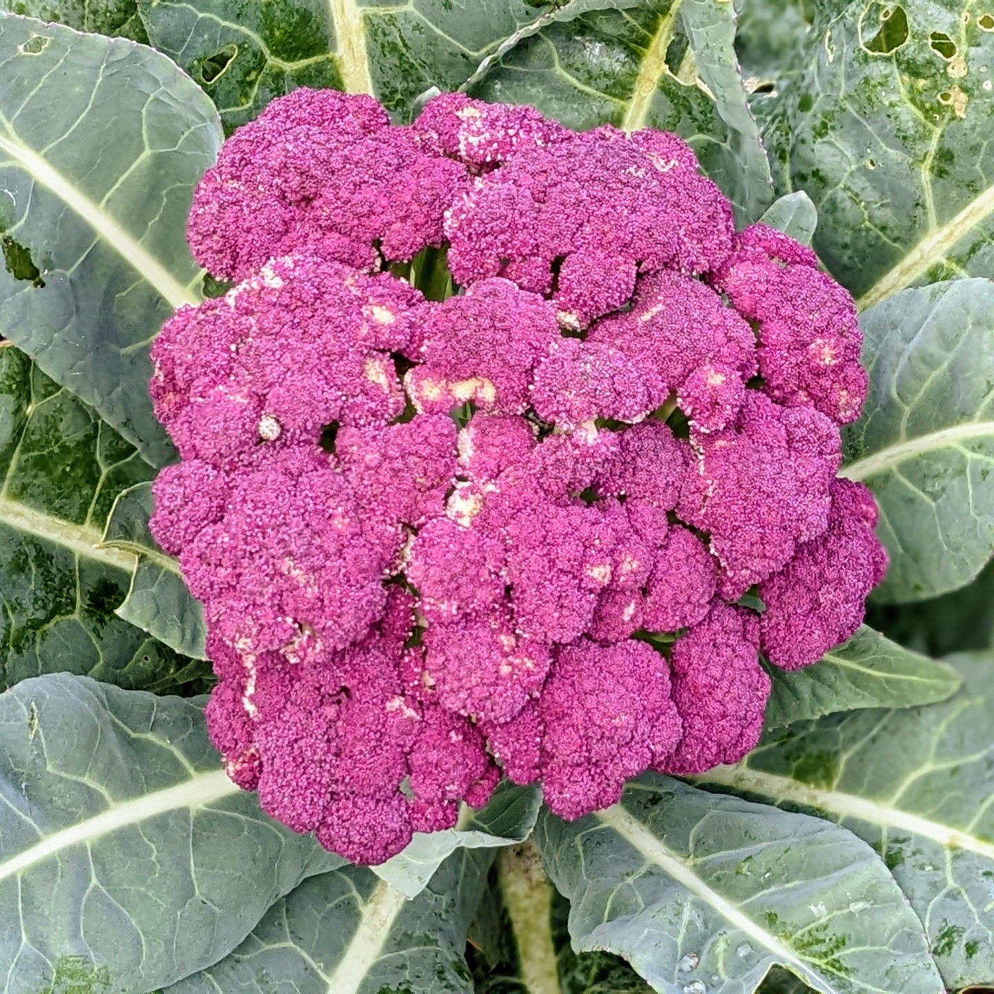 Purple is the colour.
