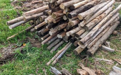 Sorted through a big pile of #eucalyptus logs lying around since before the earthworks last year. The more cylindrical ones got trimmed and debarked.