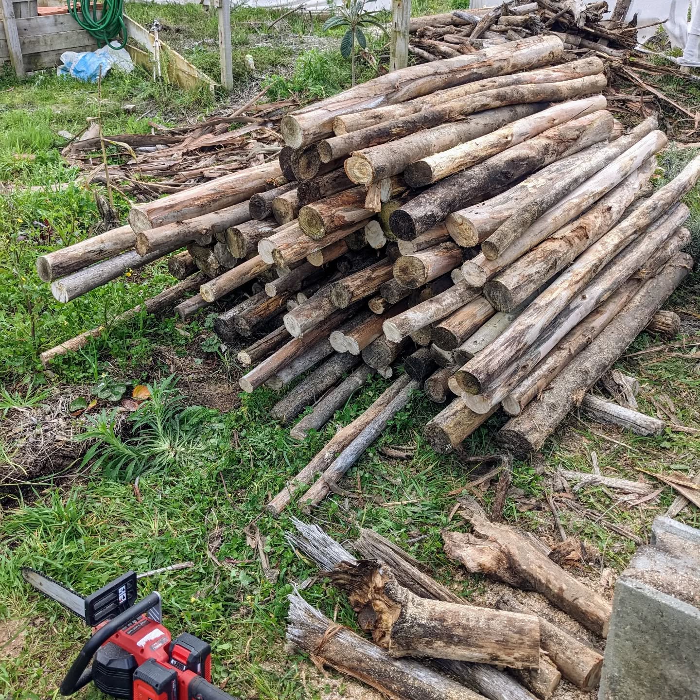 Sorted through a big pile of #eucalyptus logs lying around since before the earthworks last year. The more cylindrical ones got trimmed and debarked.