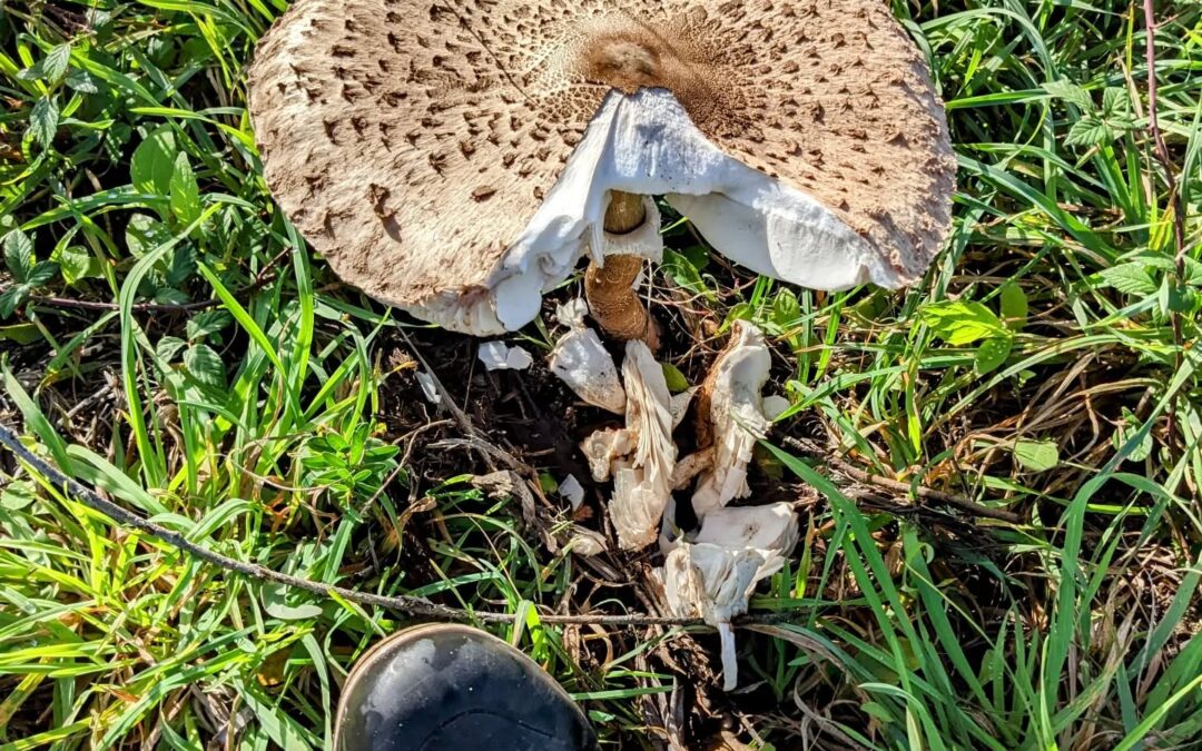 There’s been a lot of mushrooms popping up given all the rain, but this one is by far the largest I’ve seen so far. Tip of nr. 46 boot for scale comparison.