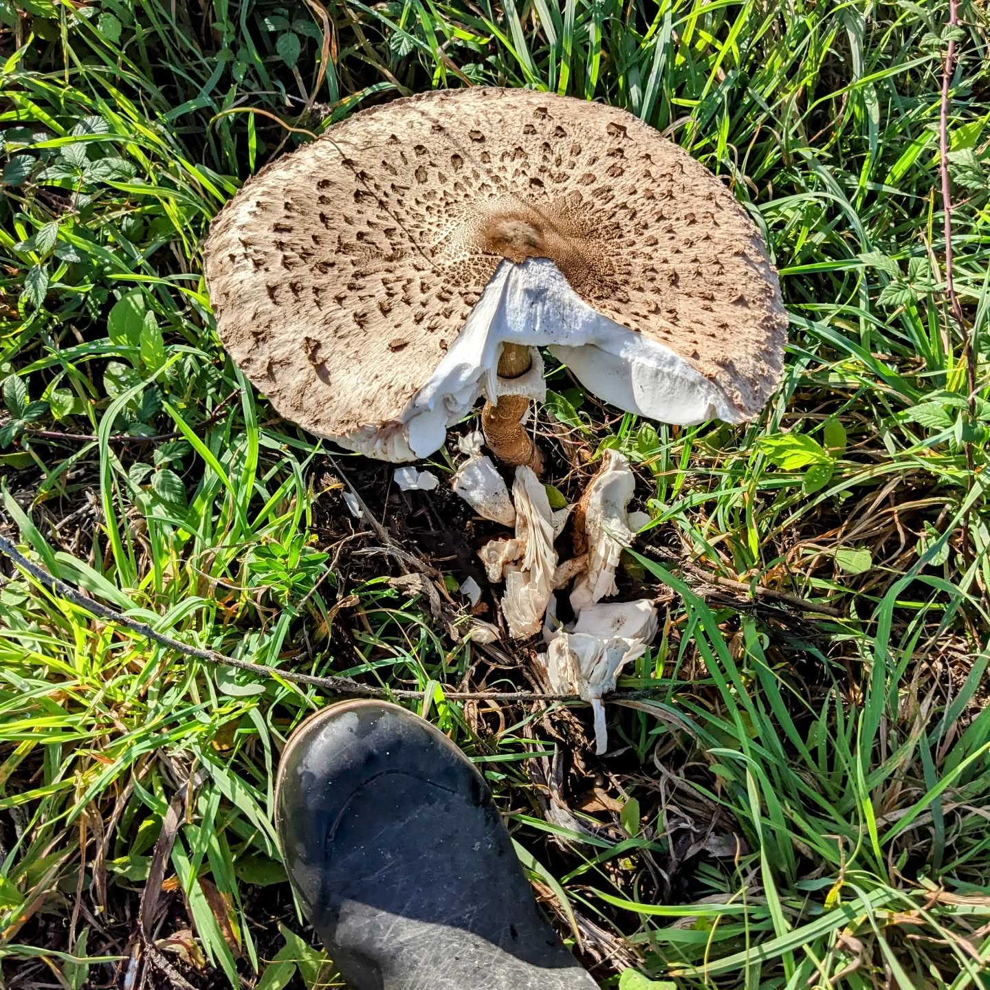 There’s been a lot of mushrooms popping up given all the rain, but this one is by far the largest I’ve seen so far. Tip of nr. 46 boot for scale comparison.