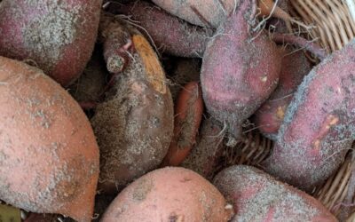 We harvested a few sweet potatoes and a surprise.