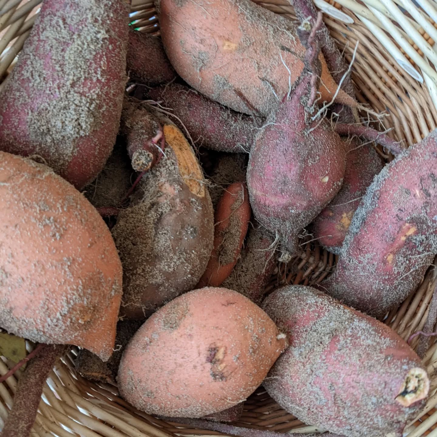 We harvested a few sweet potatoes and a surprise.