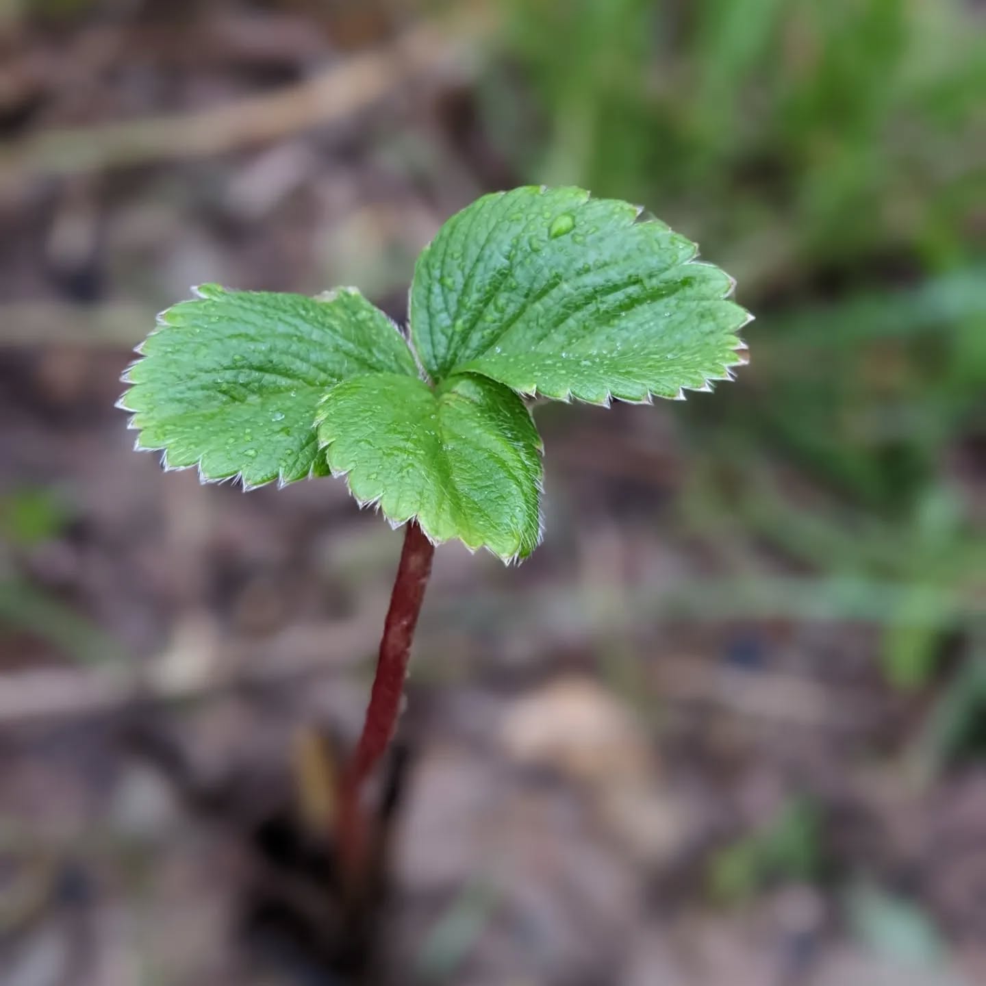 The #strawberries planted a couple days ago are really enjoying the rain.
