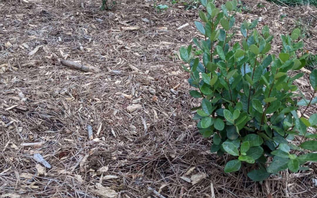 Planted #feijoas, #strawberries, and #hibiscus in the #zone1 guest garden.