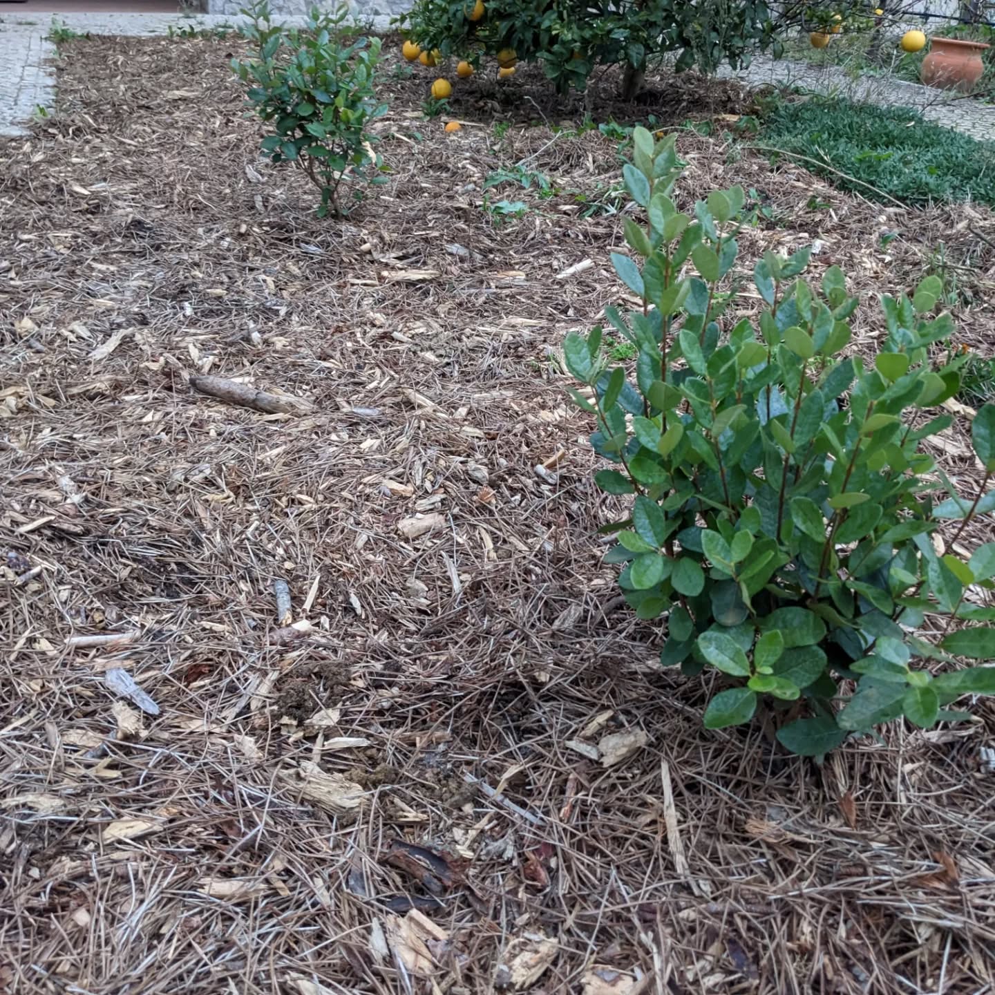 Planted #feijoas, #strawberries, and #hibiscus in the #zone1 guest garden.