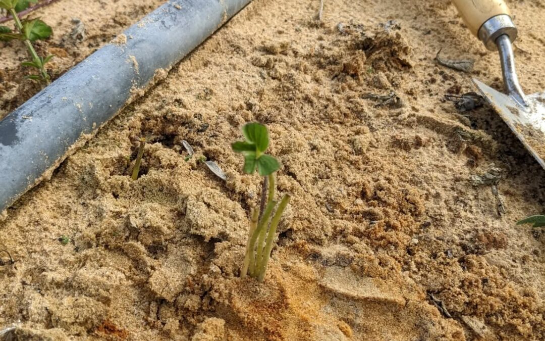 Planting #strawberries on a #hugelmound in #zone3
