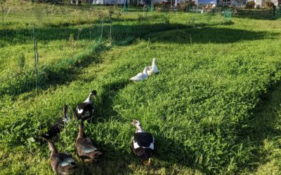 The #ducks exploring their fresh new strip of pasture.