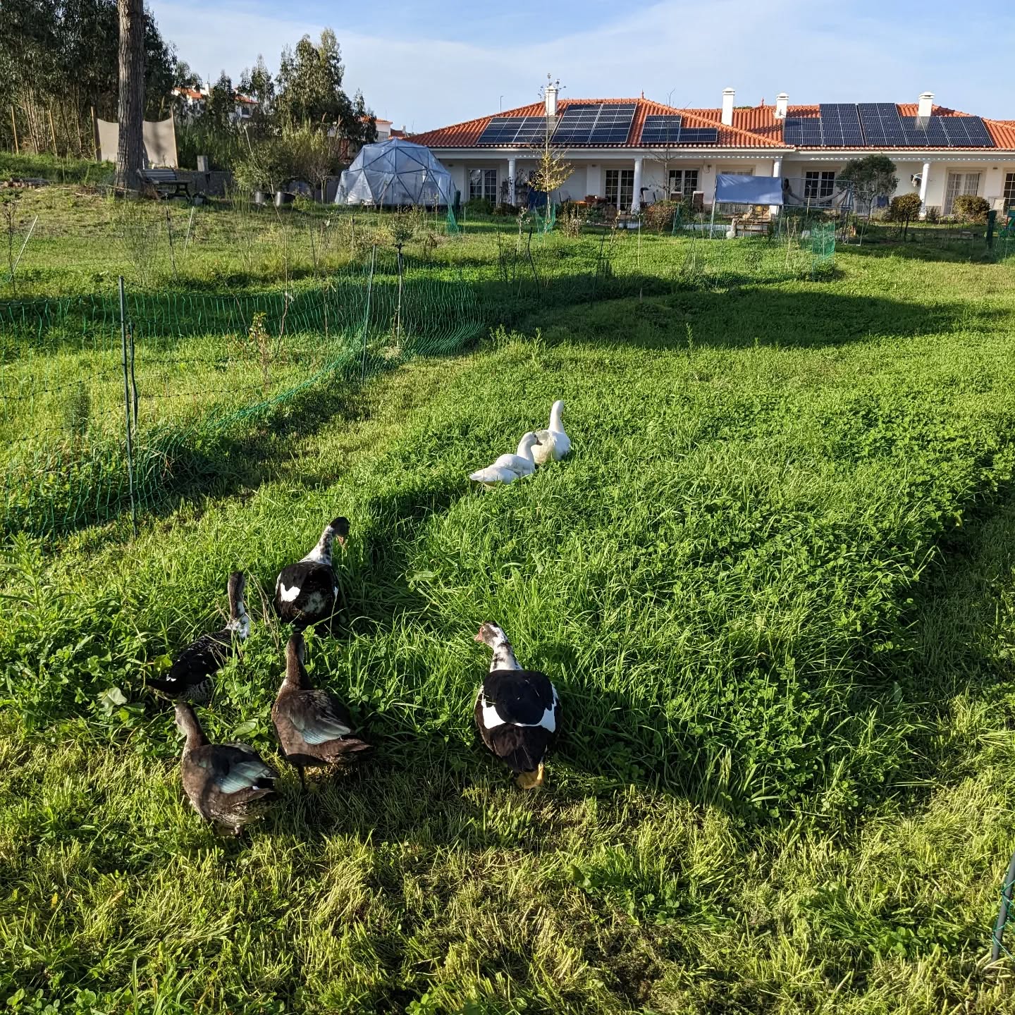 The #ducks exploring their fresh new strip of pasture.