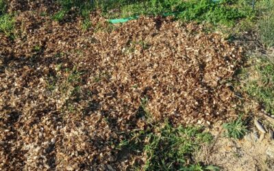 Mulching bare soil with poopy wood chips from the duck house.