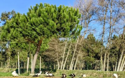 The #ducks resting after their bath.