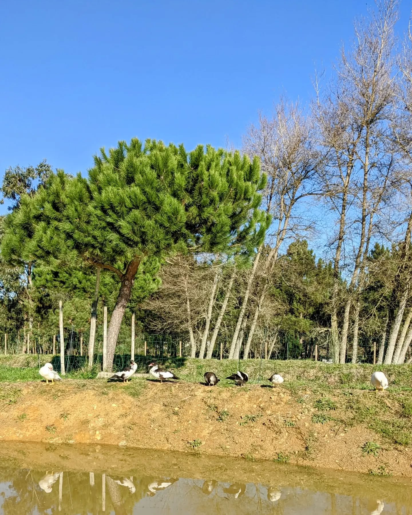 The #ducks resting after their bath.