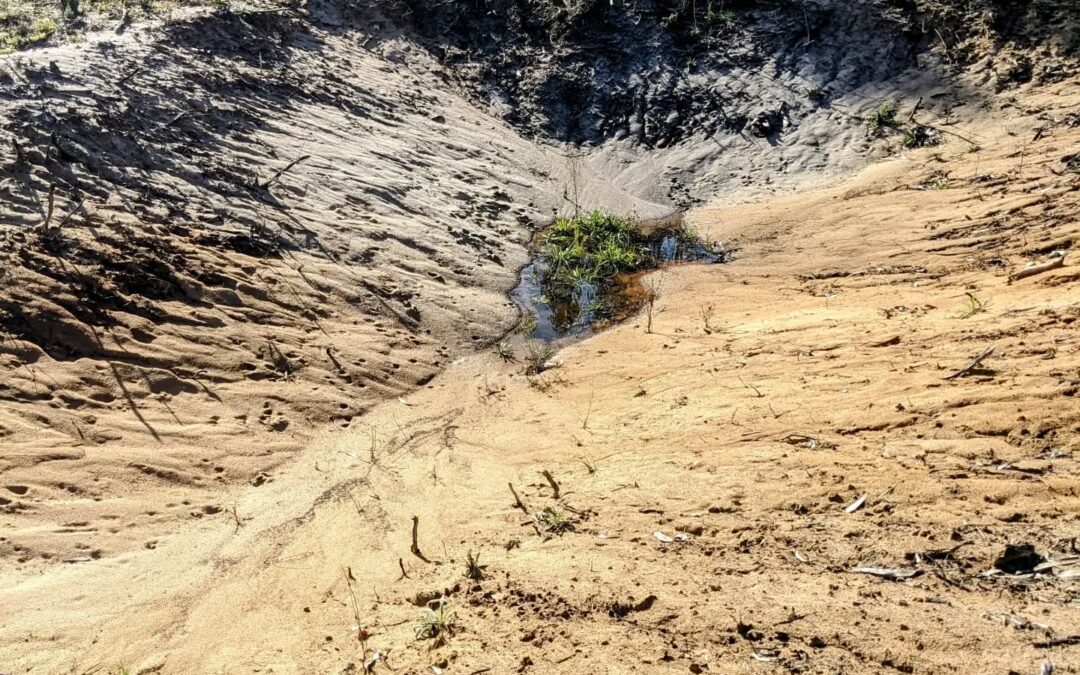 It rained so much that there’s a bit of water at the bottom of the south #pond. This is unexpected because it’s just sand – not sure if it got saturated or there’s a grey seal forming.
