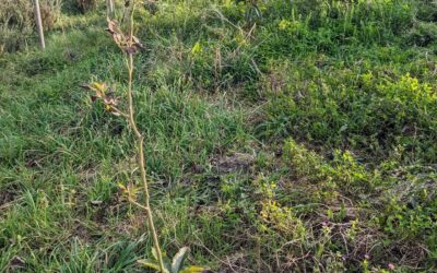 Cleaning and inventorying plants between the east swale berm and the east fence. There’s a particularly lush spot where the previous owner used to pile up donkey manure.