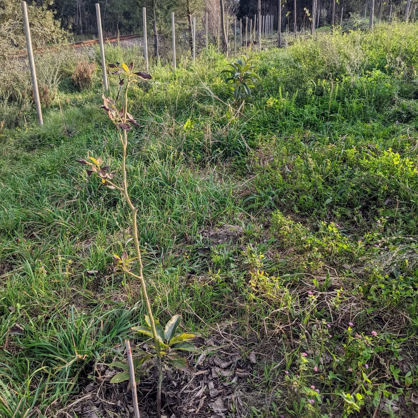 Cleaning and inventorying plants between the east swale berm and the east fence. There’s a particularly lush spot where the previous owner used to pile up donkey manure.
