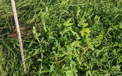 Cleaning around and inventorying plants on the east fence. Some areas had particularly wild growth of grass and blackberries, but thankfully the trees we planted seemed to be fine in a lot of cases.