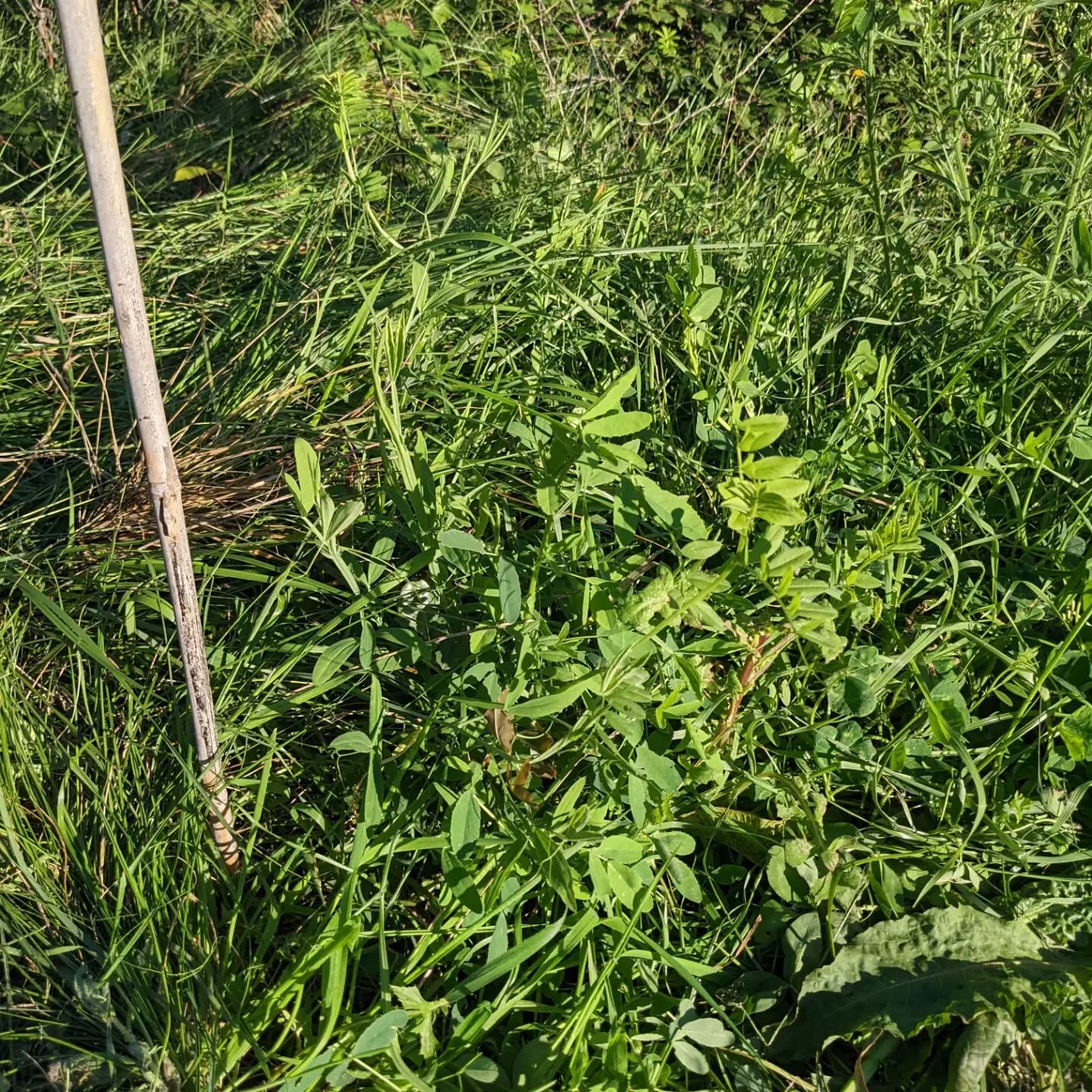 Cleaning around and inventorying plants on the east fence. Some areas had particularly wild growth of grass and blackberries, but thankfully the trees we planted seemed to be fine in a lot of cases.