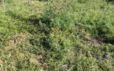 Cleaning the “worst” (from the perspective of wild blackberry and other growth) part of #zone3. It’s walkable once again, and most of the trees we planted there are doing well. The chopped  biomass will decompose and build soil – free fertility!