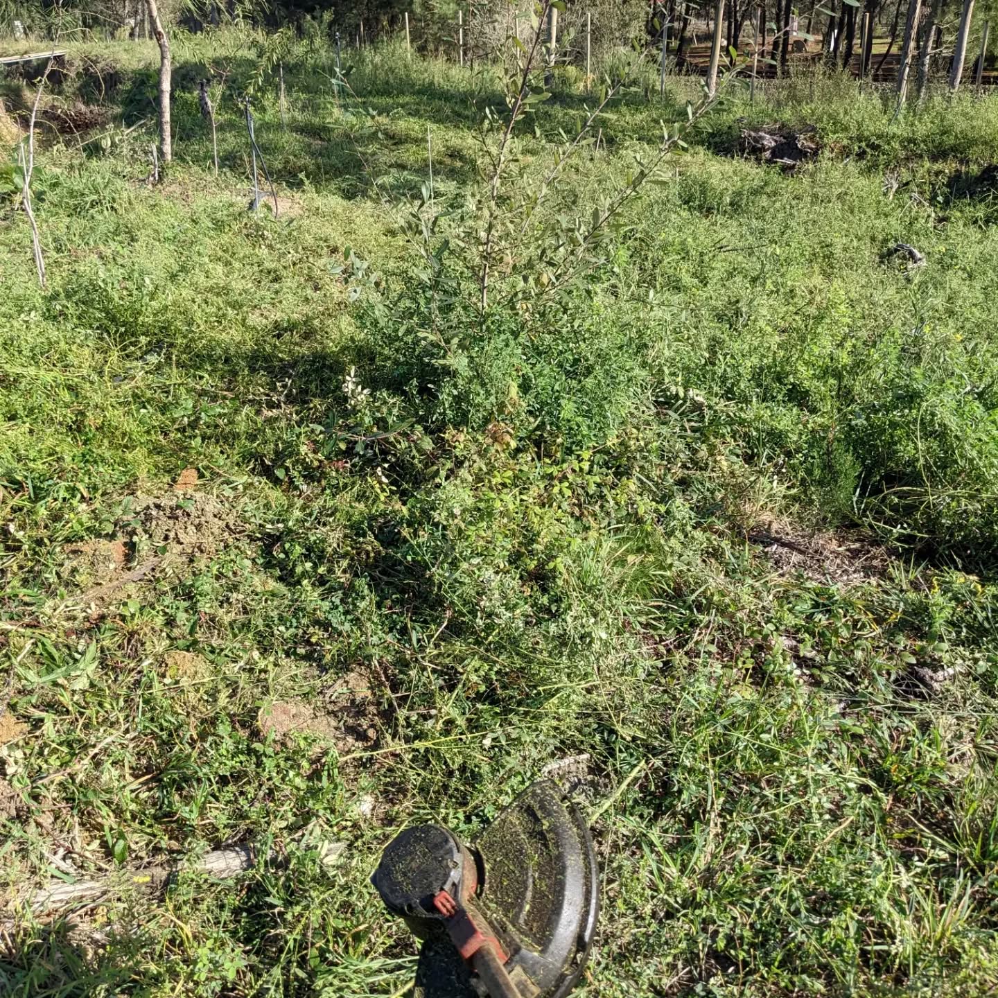 Cleaning the “worst” (from the perspective of wild blackberry and other growth) part of #zone3. It’s walkable once again, and most of the trees we planted there are doing well. The chopped  biomass will decompose and build soil – free fertility!