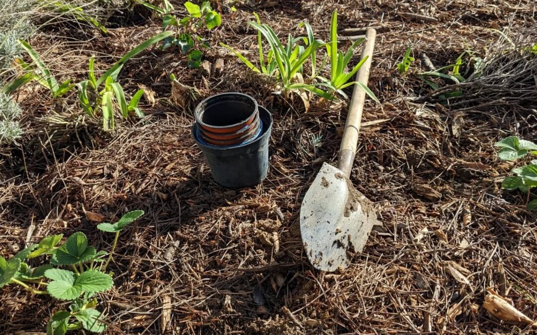 Planting #strawberries,.#ivy (as ground cover) and #feijoa in the guest garden.