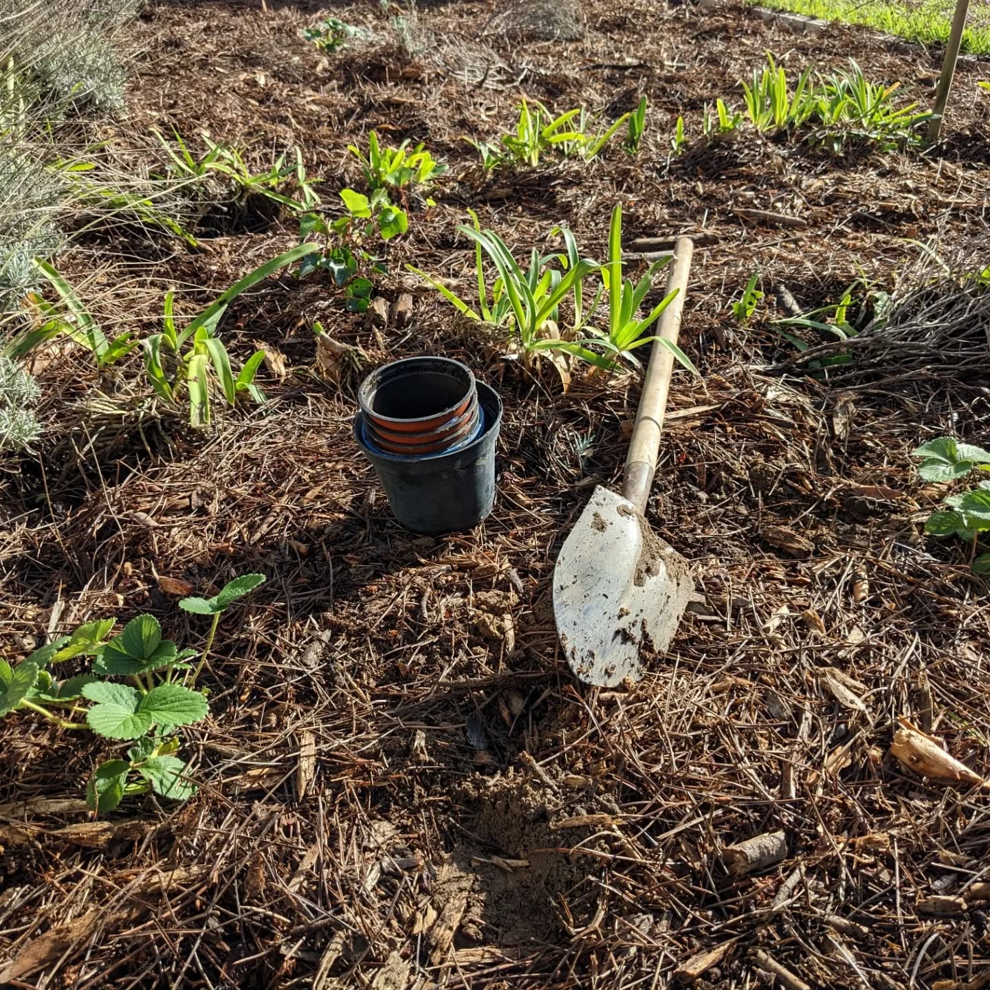 Planting #strawberries,.#ivy (as ground cover) and #feijoa in the guest garden.