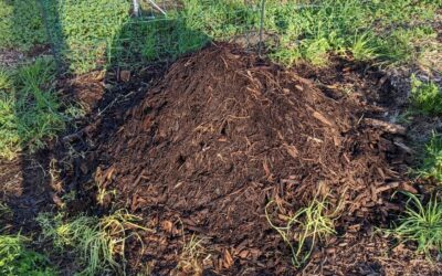 Soil care for the guest garden in #zone1: compost, rabbit manure, and mulch.