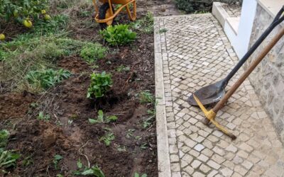Cleaning up hortênsias and other stuff from the guest garden in #zone1
